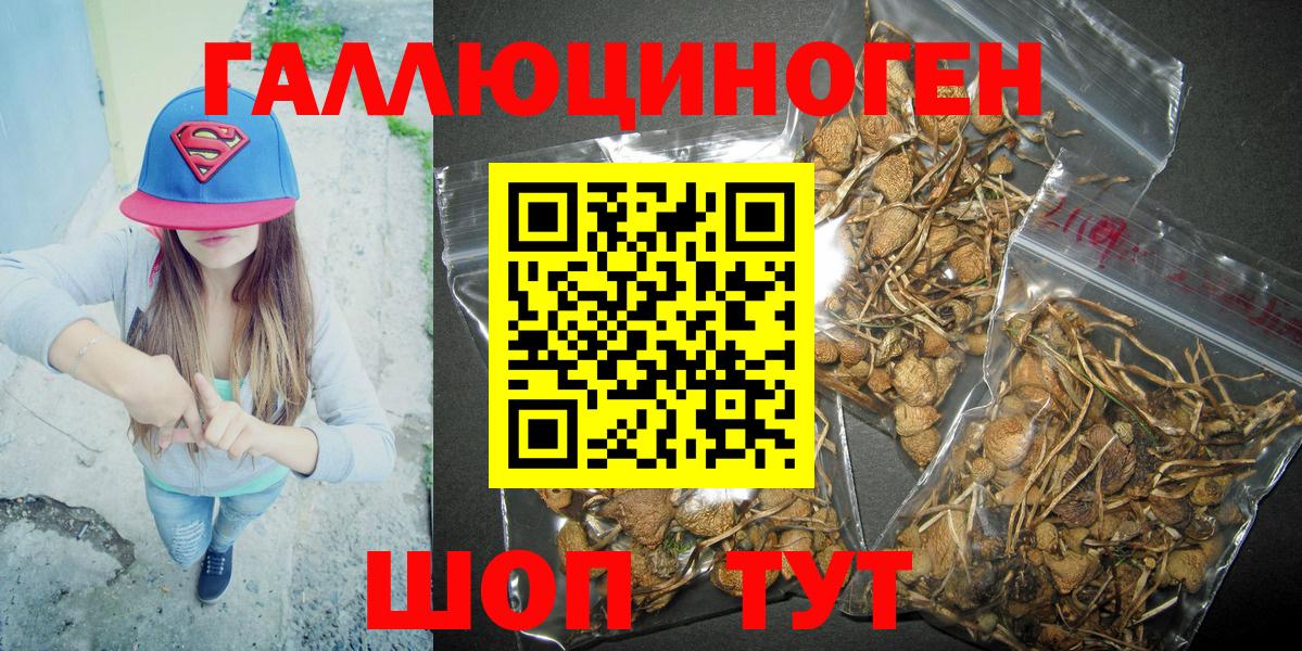 Псков  Псилоцибиновые грибы Psilocybe  Вход с VPN 